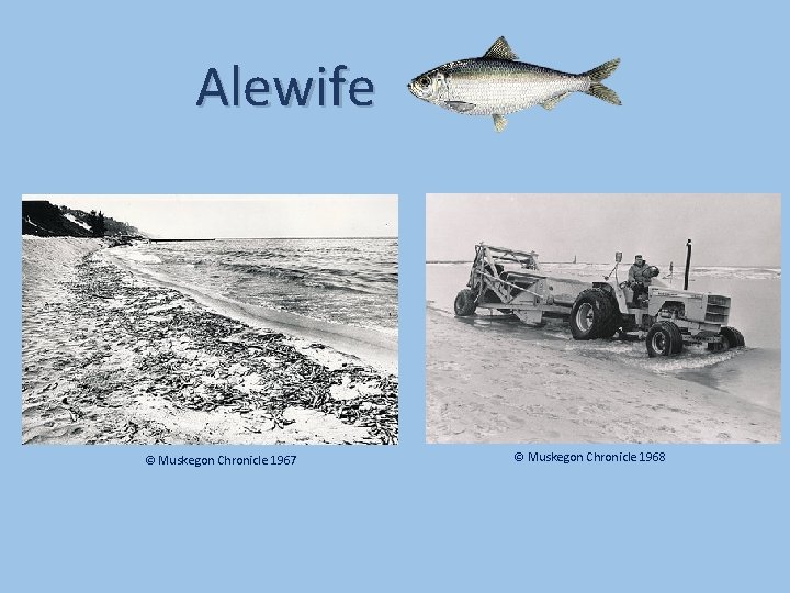 Alewife © Muskegon Chronicle 1967 © Muskegon Chronicle 1968 