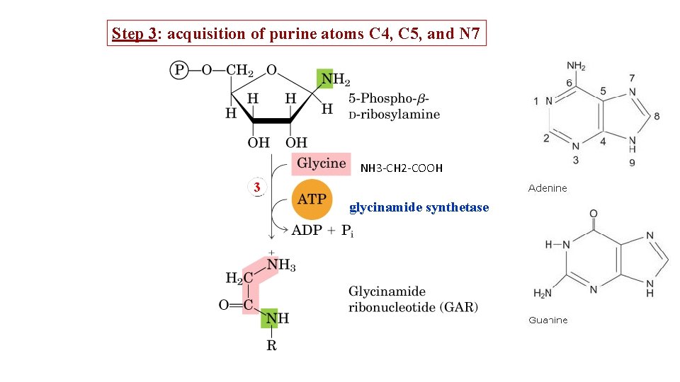 Step 3: acquisition of purine atoms C 4, C 5, and N 7 NH
