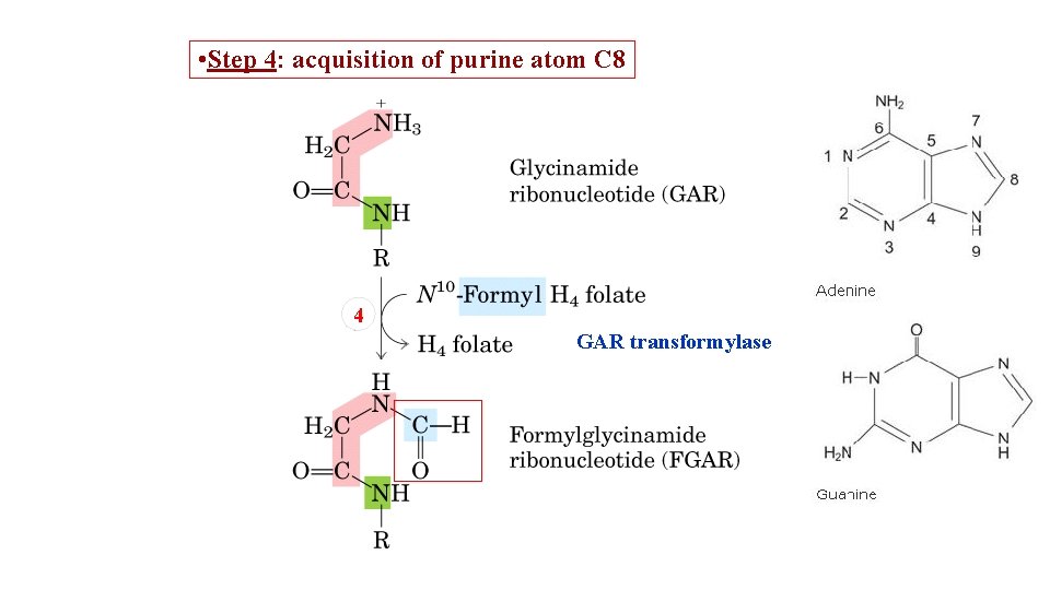  • Step 4: acquisition of purine atom C 8 4 GAR transformylase 