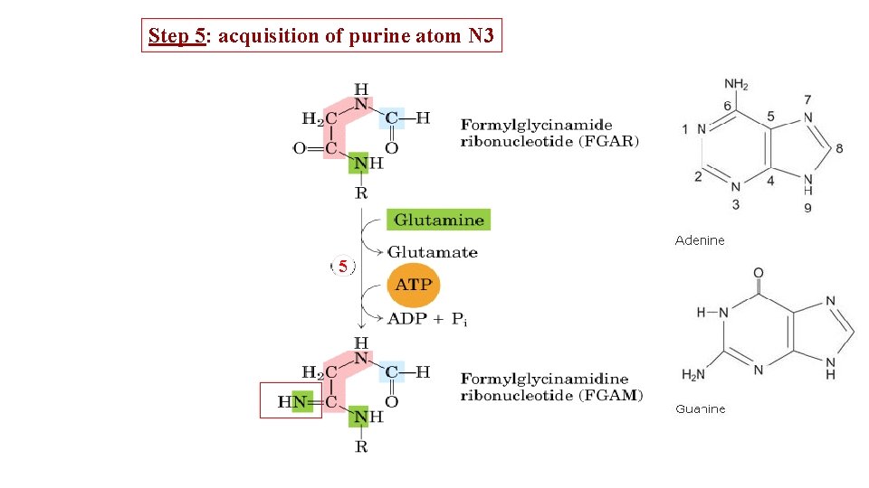 Step 5: acquisition of purine atom N 3 5 