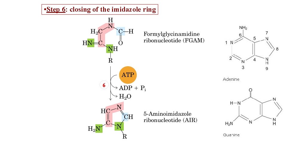  • Step 6: closing of the imidazole ring 6 