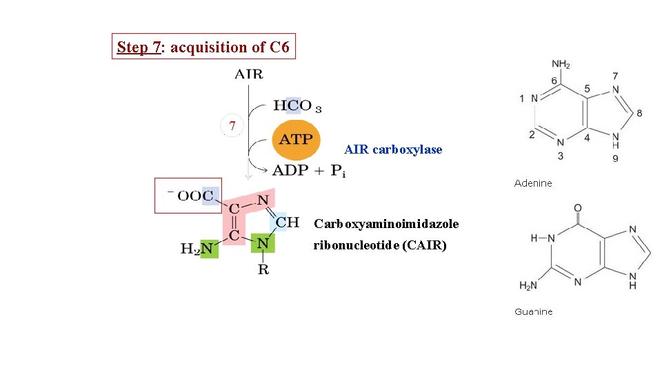 Step 7: acquisition of C 6 7 AIR carboxylase Carboxyaminoimidazole ribonucleotide (CAIR) 