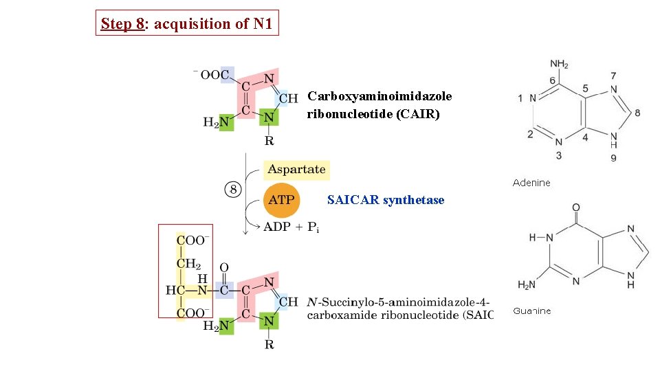 Step 8: acquisition of N 1 Carboxyaminoimidazole ribonucleotide (CAIR) SAICAR synthetase 