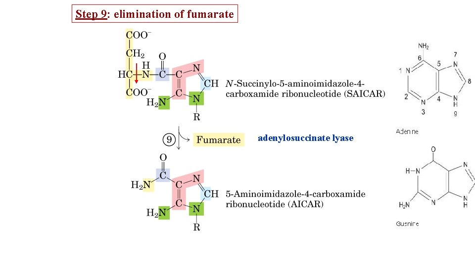 Step 9: elimination of fumarate adenylosuccinate lyase 