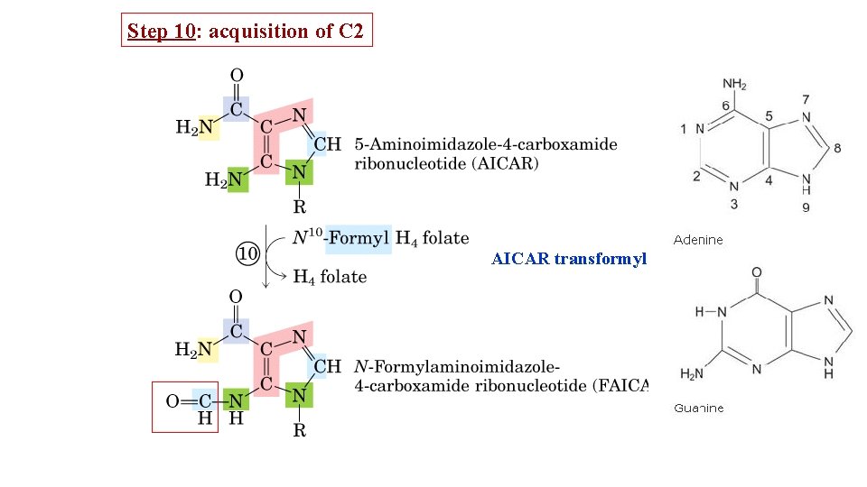 Step 10: acquisition of C 2 AICAR transformylase 