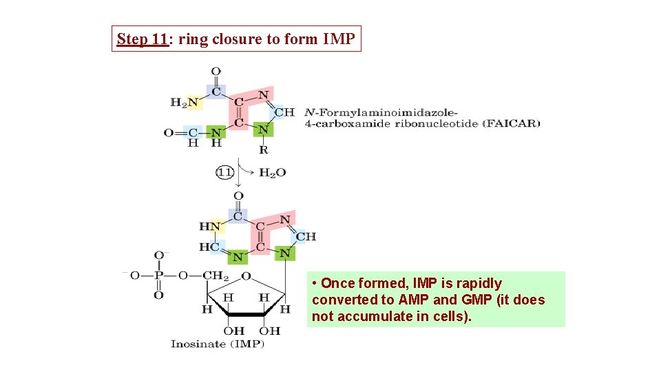 Step 11: ring closure to form IMP • Once formed, IMP is rapidly converted