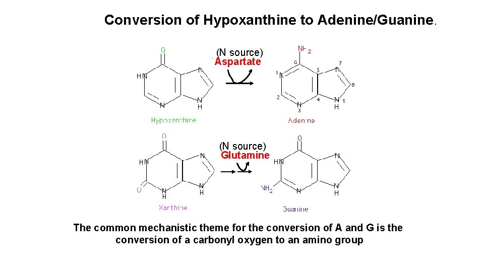 Conversion of Hypoxanthine to Adenine/Guanine. (N source) Aspartate (N source) Glutamine The common mechanistic