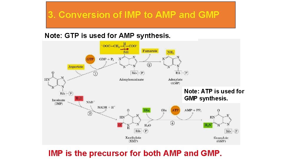 3. Conversion of IMP to AMP and GMP Note: GTP is used for AMP