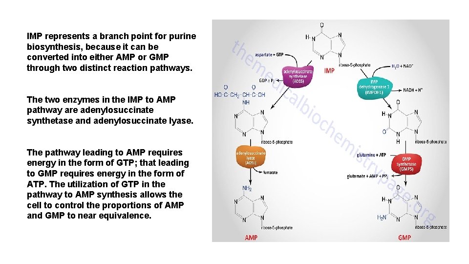 IMP represents a branch point for purine biosynthesis, because it can be converted into
