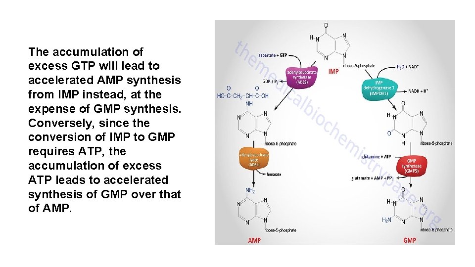 The accumulation of excess GTP will lead to accelerated AMP synthesis from IMP instead,