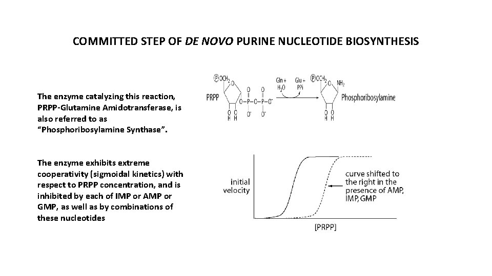 COMMITTED STEP OF DE NOVO PURINE NUCLEOTIDE BIOSYNTHESIS The enzyme catalyzing this reaction, PRPP-Glutamine
