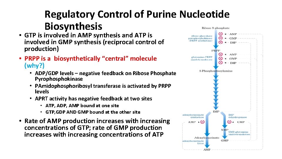 Regulatory Control of Purine Nucleotide Biosynthesis • GTP is involved in AMP synthesis and