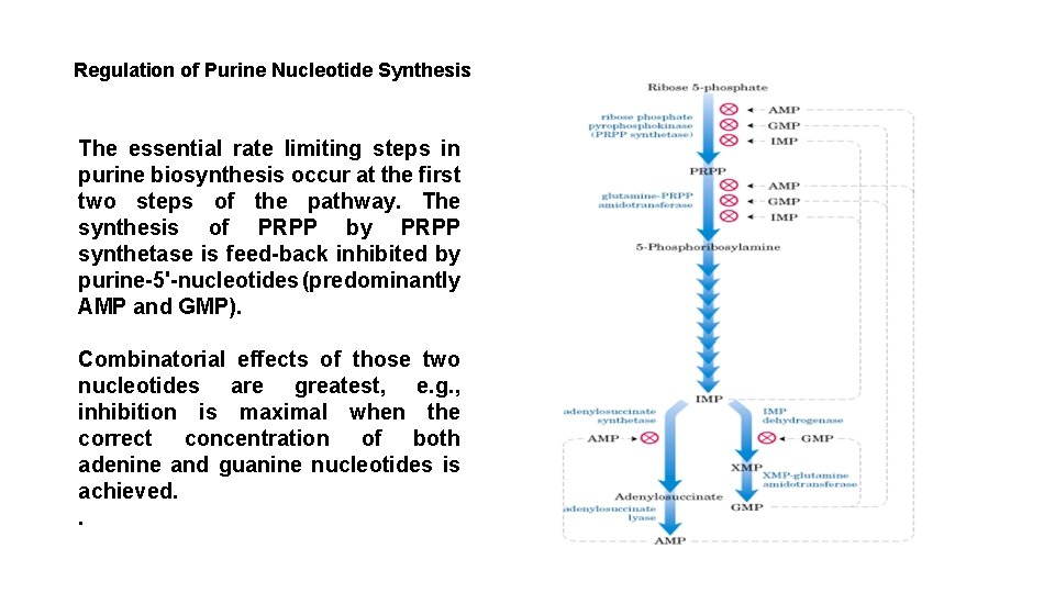 Regulation of Purine Nucleotide Synthesis The essential rate limiting steps in purine biosynthesis occur