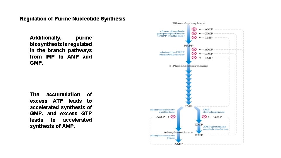 Regulation of Purine Nucleotide Synthesis Additionally, purine biosynthesis is regulated in the branch pathways