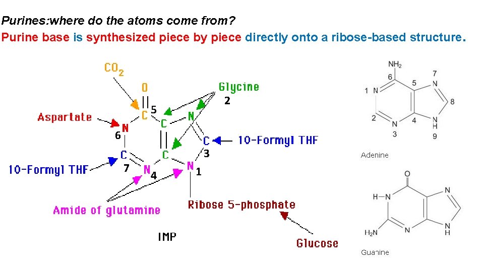 Purines: where do the atoms come from? Purine base is synthesized piece by piece