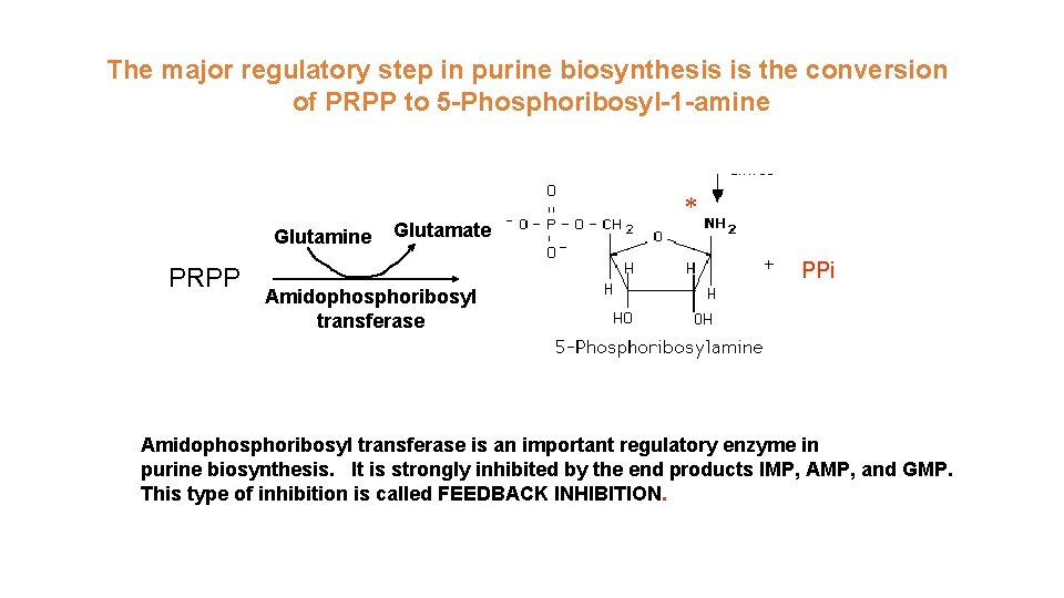 The major regulatory step in purine biosynthesis is the conversion of PRPP to 5