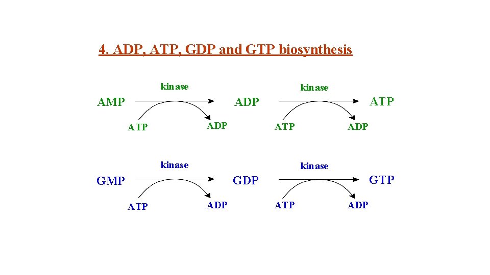 4. ADP, ATP, GDP and GTP biosynthesis kinase AMP ATP ADP ATP kinase ADP