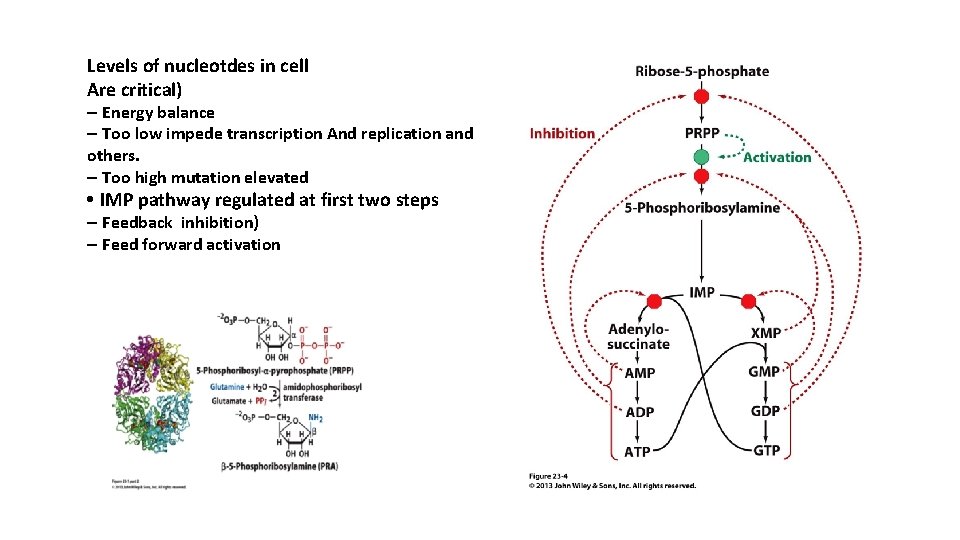 Levels of nucleotdes in cell Are critical) – Energy balance – Too low impede