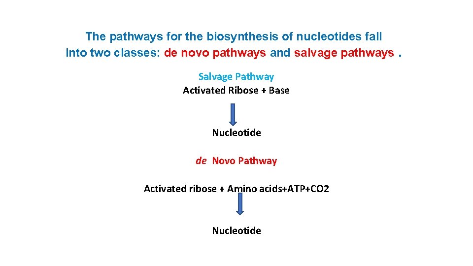 The pathways for the biosynthesis of nucleotides fall into two classes: de novo pathways