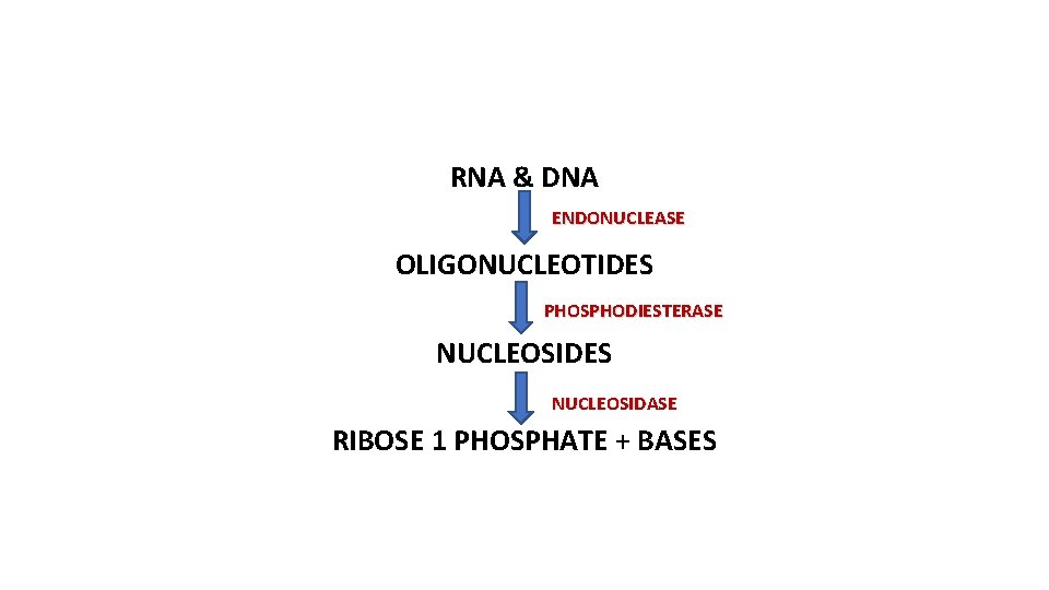 RNA & DNA ENDONUCLEASE OLIGONUCLEOTIDES PHOSPHODIESTERASE NUCLEOSIDES NUCLEOSIDASE RIBOSE 1 PHOSPHATE + BASES 