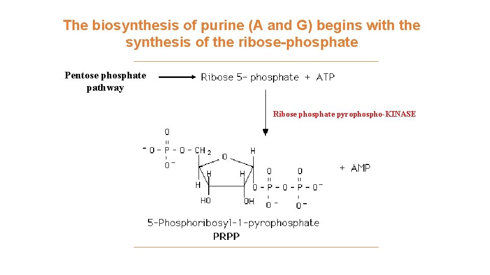 The biosynthesis of purine (A and G) begins with the synthesis of the ribose-phosphate