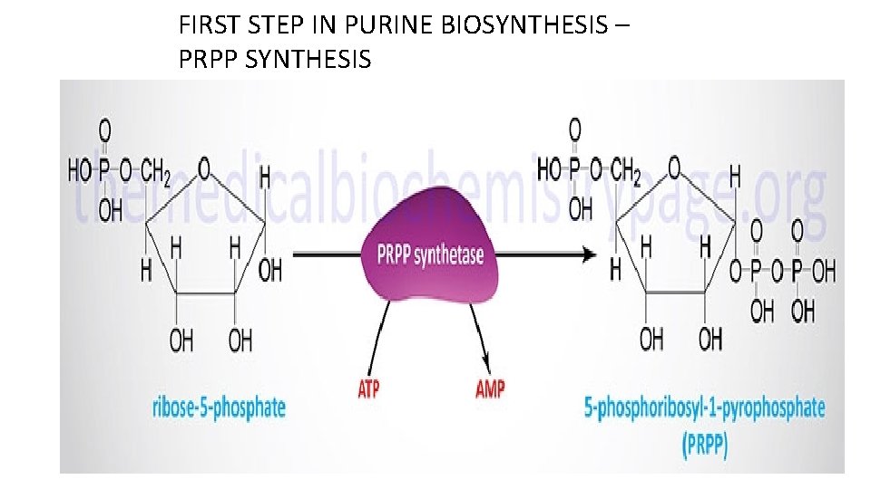 FIRST STEP IN PURINE BIOSYNTHESIS – PRPP SYNTHESIS 