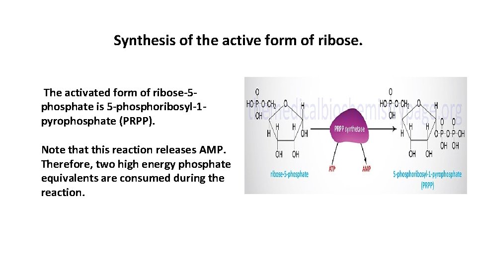 Synthesis of the active form of ribose. The activated form of ribose-5 phosphate is