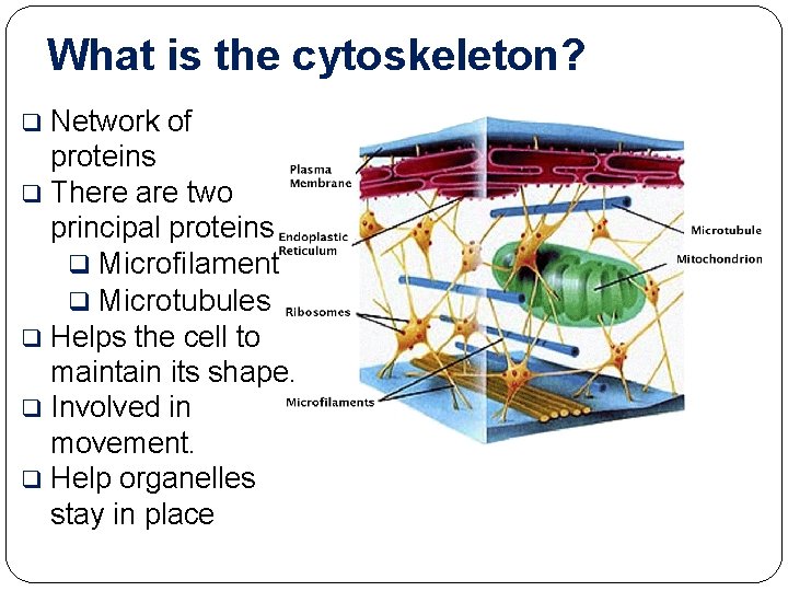 What is the cytoskeleton? Network of proteins q There are two principal proteins q