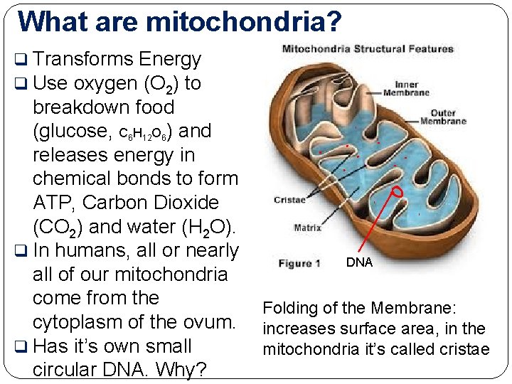 What are mitochondria? q Transforms Energy q Use oxygen (O 2) to breakdown food