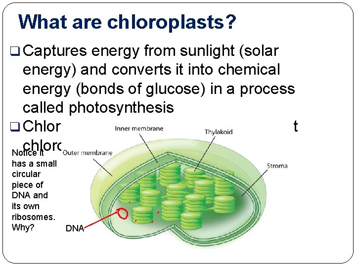 What are chloroplasts? q Captures energy from sunlight (solar energy) and converts it into