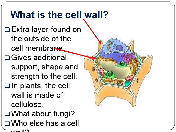 What is the cell wall? q Extra layer found on the outside of the