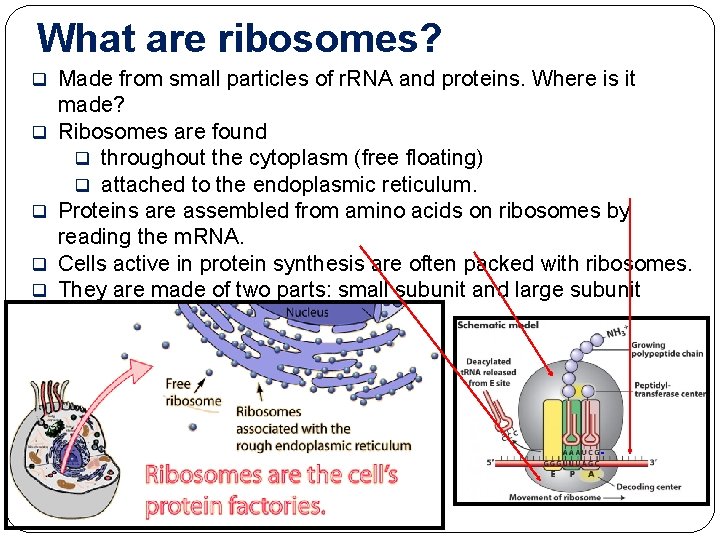 What are ribosomes? q q q Made from small particles of r. RNA and