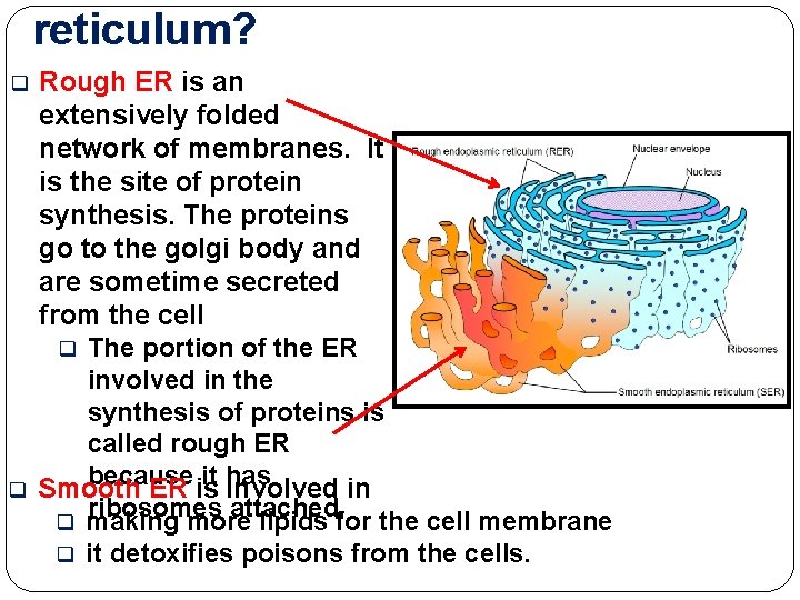 reticulum? Rough ER is an extensively folded network of membranes. It is the site