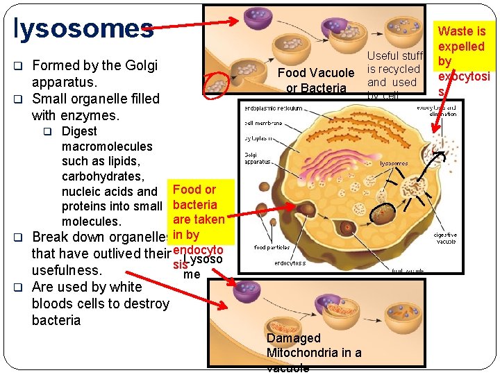 lysosomes Formed by the Golgi apparatus. q Small organelle filled with enzymes. q Food