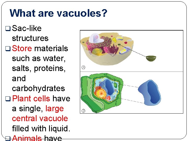 What are vacuoles? q Sac-like structures q Store materials such as water, salts, proteins,