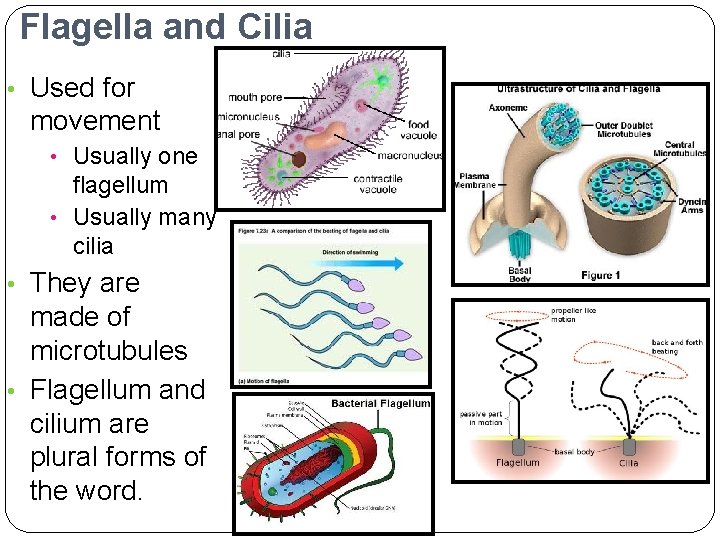 Flagella and Cilia • Used for movement • Usually one flagellum • Usually many