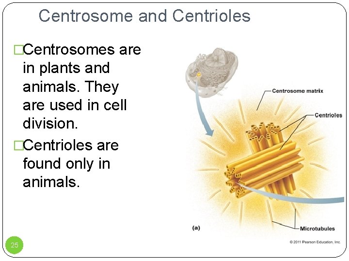 Centrosome and Centrioles �Centrosomes are in plants and animals. They are used in cell