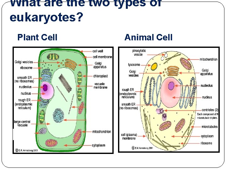 What are the two types of eukaryotes? Plant Cell Animal Cell 