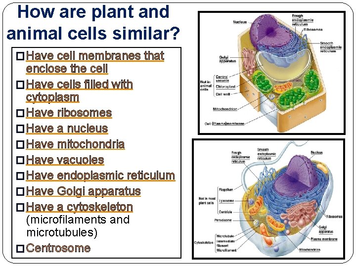 How are plant and animal cells similar? � Have cell membranes that enclose the