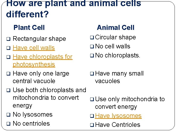 How are plant and animal cells different? Plant Cell q q q q Rectangular