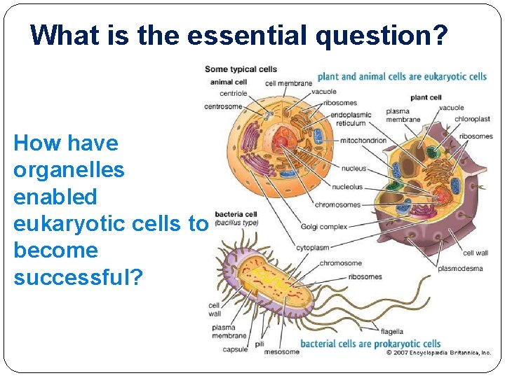 What is the essential question? How have organelles enabled eukaryotic cells to become successful?