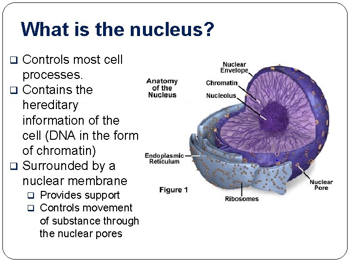 What is the nucleus? Controls most cell processes. q Contains the hereditary information of