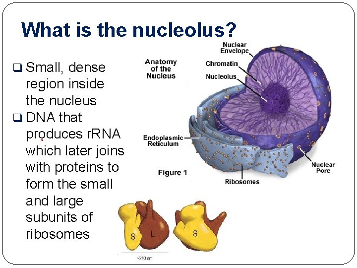 What is the nucleolus? q Small, dense region inside the nucleus q DNA that