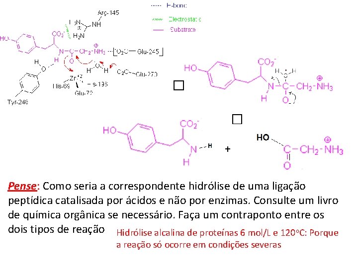� � + Pense: Como seria a correspondente hidrólise de uma ligação peptídica catalisada � � + Pense: Como seria a correspondente hidrólise de uma ligação peptídica catalisada