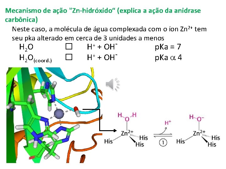 Mecanismo de ação "Zn-hidróxido“ (explica a ação da anidrase carbônica) Neste caso, a molécula Mecanismo de ação "Zn-hidróxido“ (explica a ação da anidrase carbônica) Neste caso, a molécula