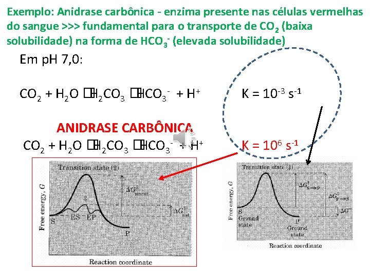 Exemplo: Anidrase carbônica - enzima presente nas células vermelhas do sangue >>> fundamental para Exemplo: Anidrase carbônica - enzima presente nas células vermelhas do sangue >>> fundamental para