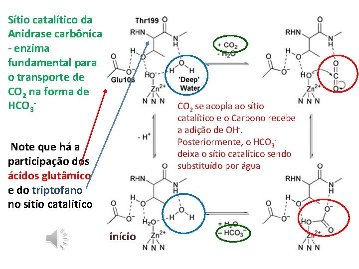 Sítio catalítico da Anidrase carbônica - enzima fundamental para o transporte de CO 2 Sítio catalítico da Anidrase carbônica - enzima fundamental para o transporte de CO 2