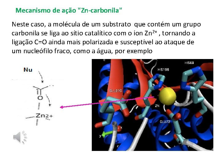 Mecanismo de ação "Zn-carbonila" Neste caso, a molécula de um substrato que contém um Mecanismo de ação "Zn-carbonila" Neste caso, a molécula de um substrato que contém um