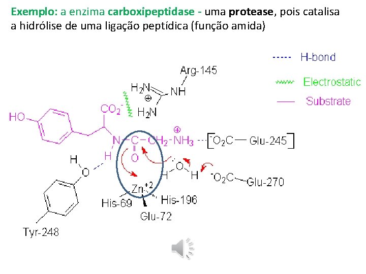 Exemplo: a enzima carboxipeptidase - uma protease, pois catalisa a hidrólise de uma ligação Exemplo: a enzima carboxipeptidase - uma protease, pois catalisa a hidrólise de uma ligação