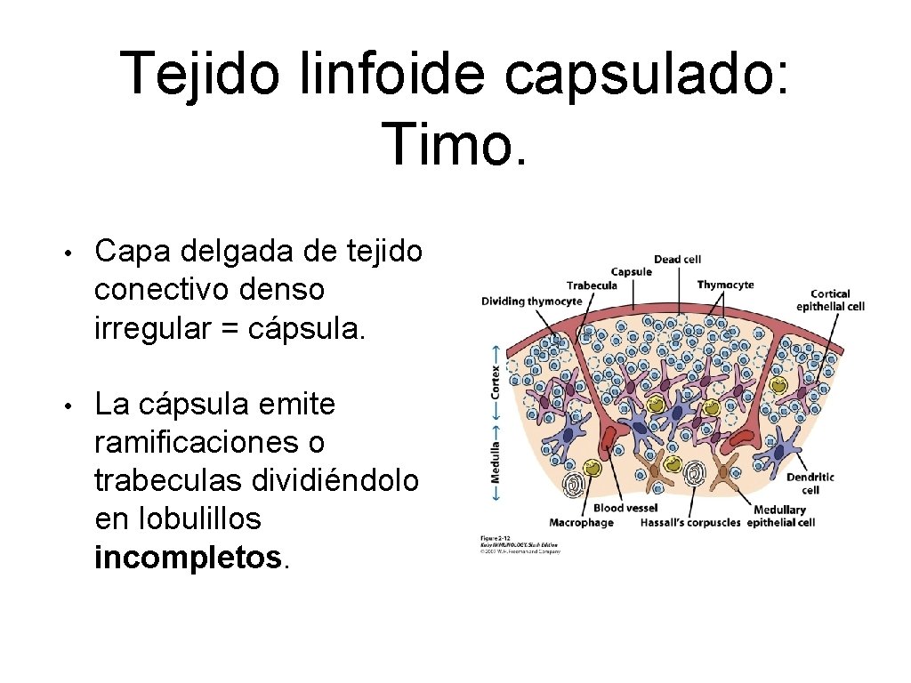 Tejido linfoide capsulado: Timo. • Capa delgada de tejido conectivo denso irregular = cápsula.
